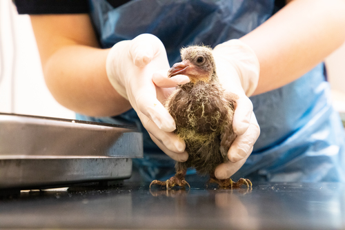 Found a baby store pigeon